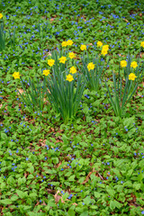 Woodland field of forget-me-nots with groupings of daffodils, the emergence of spring
