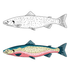 Salmon sea fish engraved drawing vector illustration