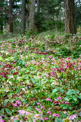 Field of Hellebore, Lenten Rose, blooming on the forest floor, Washington Park Arboretum, Seattle, WA
