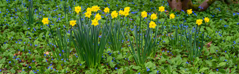 Woodland field of forget-me-nots with groupings of daffodils, the emergence of spring
