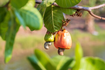 Cashew fruit. Cashew fruit (Anacardium occidentale) hanging on tree. Cashew nuts growing on a tree This extraordinary nut grows outside the fruit.