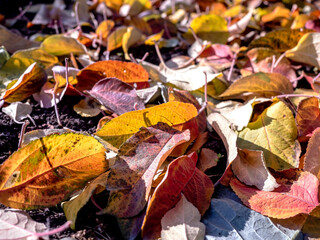 picturesque bright multicolored autumn leaves on the ground