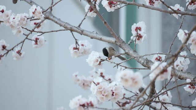 Coal tit bird foraging on blooming  cherry blossom tree branch, pecking sakura flowers and jumps on another twig