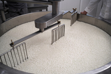 Mixing heat milk in a cheese factory in a large vat. Concept of cheese production in cheese factory.