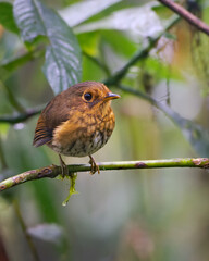 Gralarita Pechiocrácea (Grallaricula flavirostris mindoensis), perchada sobre una rama con fondo de hojas.