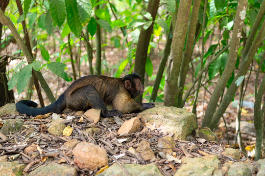 capuchin monkey in wildlife or zoo. photo of capuchin monkey in wildlife