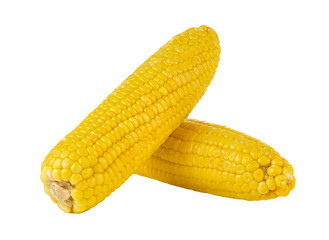 corn on transparent png
