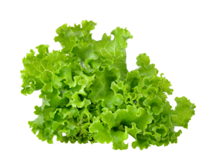 Fresh green lettuce isolated on  transparent png