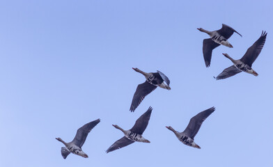 The group of Goose flying in the blue sky