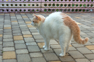 Fototapeta na wymiar White cat breed (turkish van) sits close-up on the street.