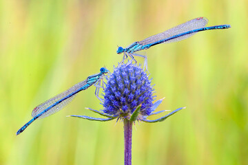 Blue dragonfly is sitting on grass in a meadow. insect dragonfly close up macro.