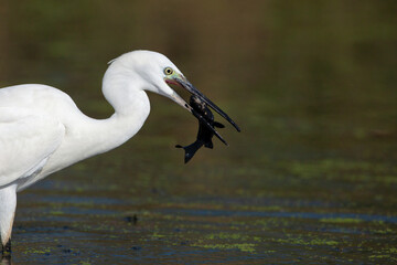 The little white heron is fishing filmed at the mouth of the kuban river - obrazy, fototapety, plakaty