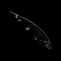 Black Ghost  Knifefish hand drawing vector isolated on black background.
