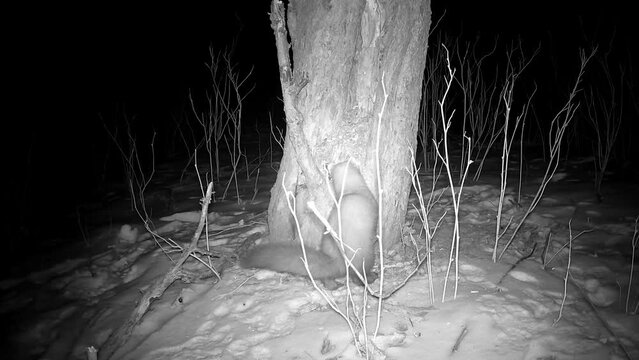 Marten Mustela in winter night looking for food in old derelict garden, trail camera