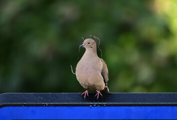 Mourning Doves aka Zenaida macroura