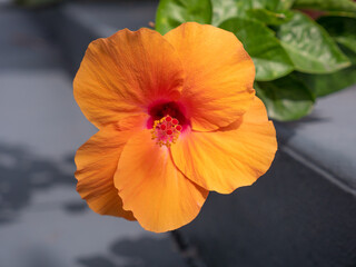hibiscus flower with petals. hibiscus flower in nature. hibiscus flower outdoor.