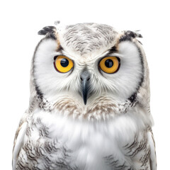 Owl isolated on white, transparent background, PNG, generative ai	