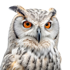 Owl isolated on white, transparent background, PNG, generative ai	