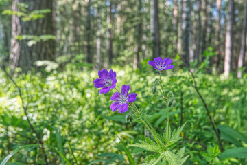 flowers in the forest