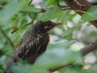 Bird perched on the tree branch