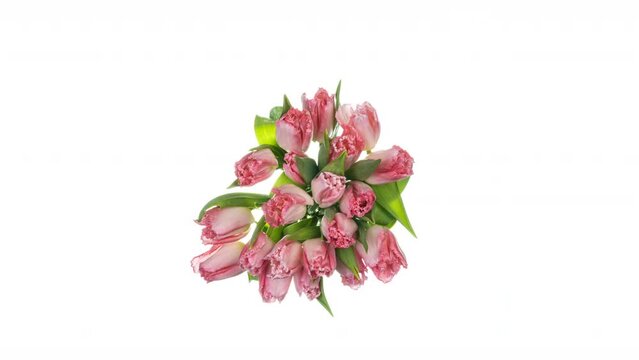 time lapse of a bouquet of pink tulips blooming on a white background, top view, macro photography