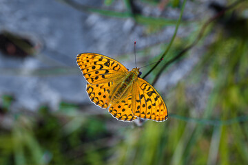 Speyeria hesperis