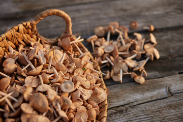 the first collection of spring mushrooms collected in a basket
