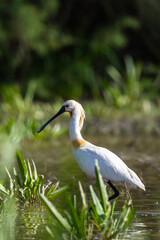 Eurasian spoonbill, Platalea leucorodia, El Rocio lake, Donana NP, Spain.