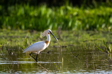 Eurasian spoonbill, Platalea leucorodia, El Rocio lake, Donana NP, Spain.