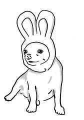 chihuahua dog wearing rabbit ears  headband sitting.