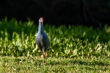 Western Swamphen, Purple Swamphen, Porphyrio porphyrio, Donana NP, Spain.