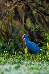 Western Swamphen, Purple Swamphen, Porphyrio porphyrio, Donana NP, Spain.