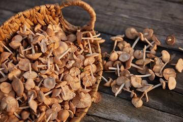 the first collection of spring mushrooms collected in a basket