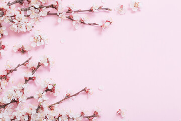 cherry flowers on pink paper background