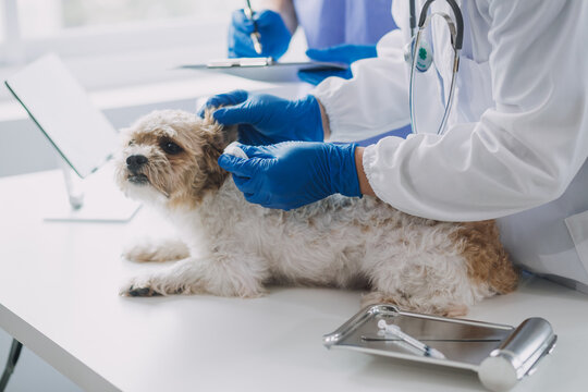 Vet examining dog and cat. Puppy and kitten at veterinarian doctor. Animal clinic. Pet check up and vaccination. Health care.