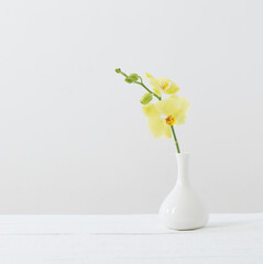 yellow orchids in vase on white background