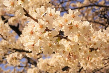 太陽に照らされた桜