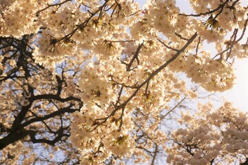 太陽に照らされた桜