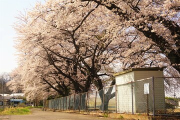 桜並木