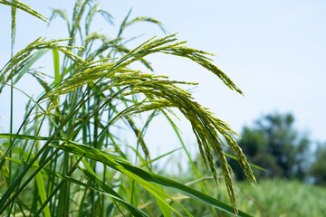 The ears of rice fields are growing for farmers.