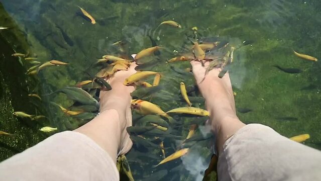 Fish therapy. Feet being cleaned by orange fish in the pond on the day light. Fish Spa pedicure - orange Rufa Garra or doctor fish, pedicure treatment.