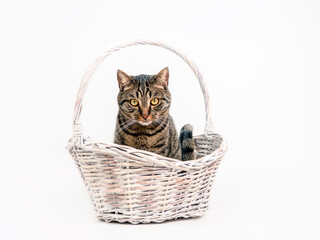 Fototapeta na wymiar The cat is sitting in a basket on a white background.