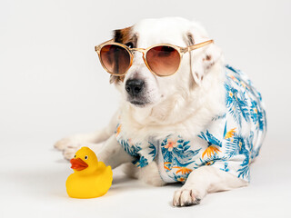 Portrait of a dog with sunglasses and a Hawaiian shirt on a white background with a yellow duck.