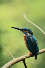 beautiful and small eurasian common kingfisher or river kingfisher (alcedo atthis) perching on a branch, sundarban delta area in india