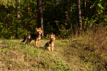 Two Yorkshire Terrier dogs in a sunny clearing near the forest