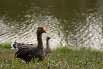 Two geese walk along the river bank