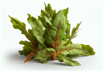 Bundle of fresh Sorrel (Rumex acetosa) pot herb isolated png. Generative AI