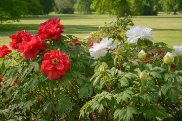 Bushes of white and red peonies on a blurred background
