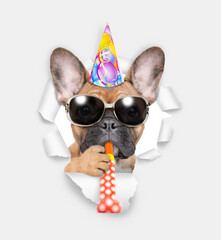 French bulldog puppy wearing sunglases and party cap looks through the hole in white paper, blows in party horn and points away on empty space