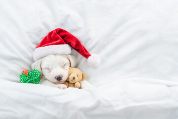 Cute Bichon Frise puppy wearing red santa hat sleeps with toy bear and gift box under white blanket...